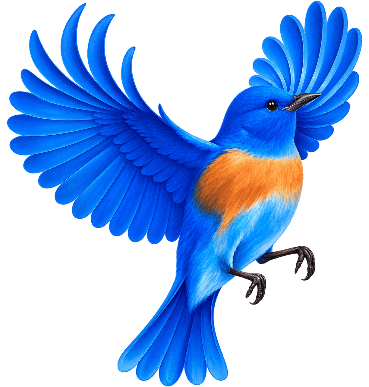 The BlueBirdd
